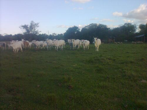 VENDO Campo de 234 hectáreas en San Pedro del Paraná - Dpto. Itapúa