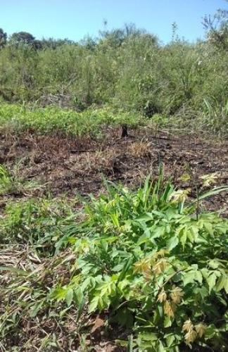 Vendo terreno de 4.900 m² en Posta Gaona - Capiatá