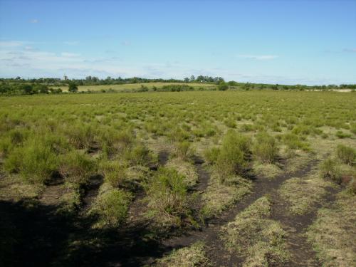 Chacra 9 ha en paysandu