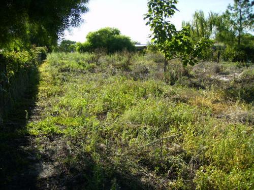 Terreno 900 Mt2 zona azucitrus