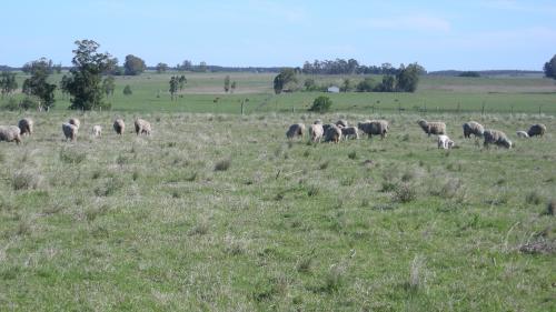 Agrícola/Ganadero, 5 hàs. pradera, excelente ubicación y precio.