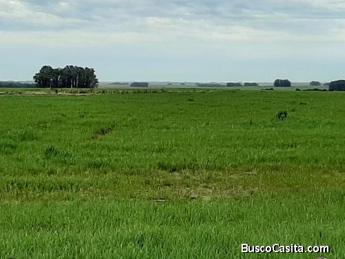 VENTA CAMPO GANADERO AGRICOLA EN BELLA UNION DPTO.ARTIGAS URUGUAY