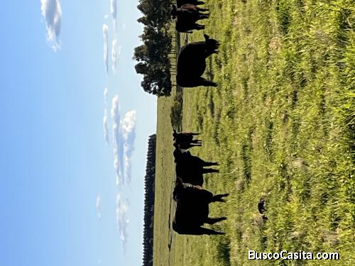 Campo en venta en el Sur de Uruguay