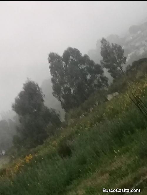 Alquiler terreno 30.000m2 en Cerro de Montevideo 