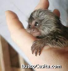 Monos tití bebés en venta