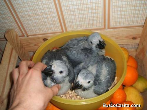 *Hablando, Saludable loros y huevos disponibles*
