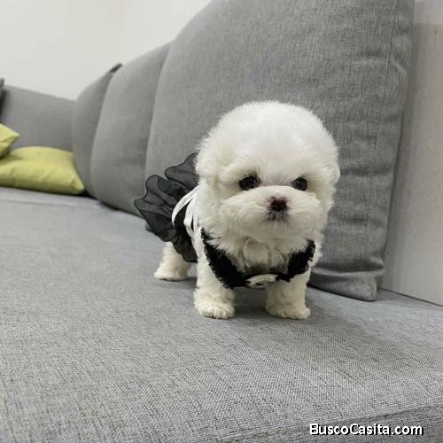 Teacup Bichon Frise Puppies en Puerto Rico