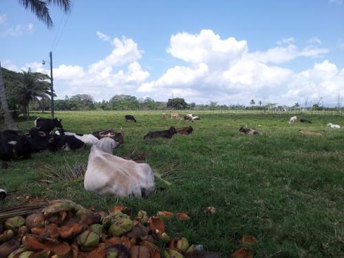 Vendo 1370 tareas de cacao en Castillo, provincia Duarte