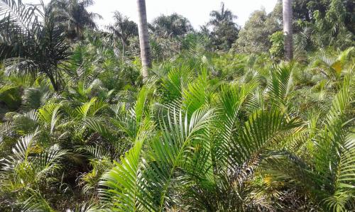 Finca de Oportunidad en  santo Domingo Norte