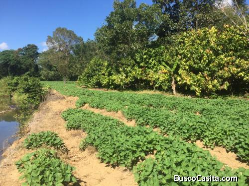 FINCA DE 75 TAREAS AGRÍCOLAS DE VENTA EN CASTILLO