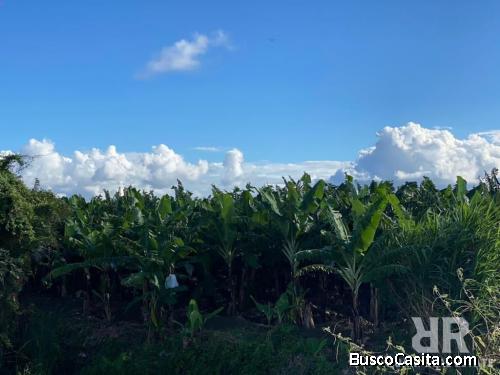 FINCA DE GUINEO EN PRODUCCIÓN DE VENTA EN MONTE CRISTI