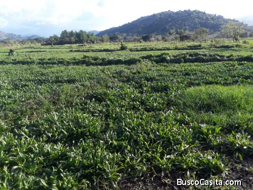 FINCA DE 64 TAREAS APTAS PARA ARROZ DE VENTA EN BONAO