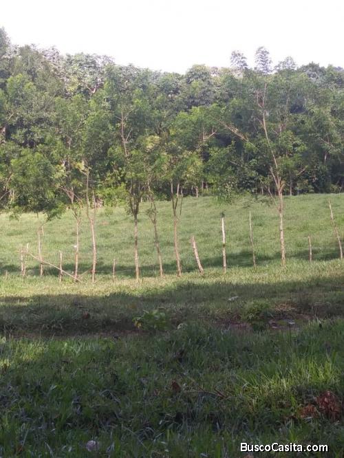 FINCA DE 987 TAREAS DE VENTA EN MONTE PLATA