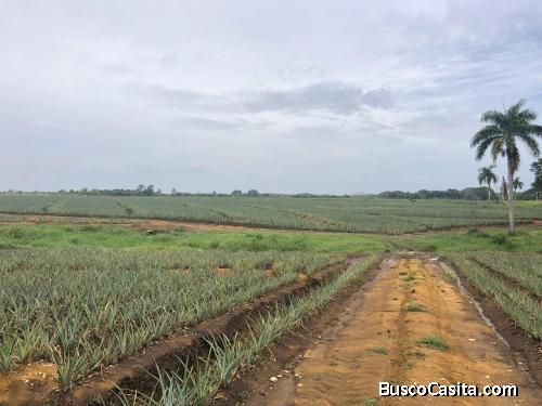 FINCA DE 2.000 TAREAS DE VENTA EN MONTE PLATA
