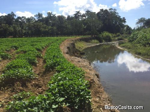 FINCA DE 75 TAREAS AGRÍCOLAS DE VENTA EN CASTILLO