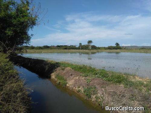 FINCA DE 2,000 TAREAS DE ARROZ EN MONTE CRISTI