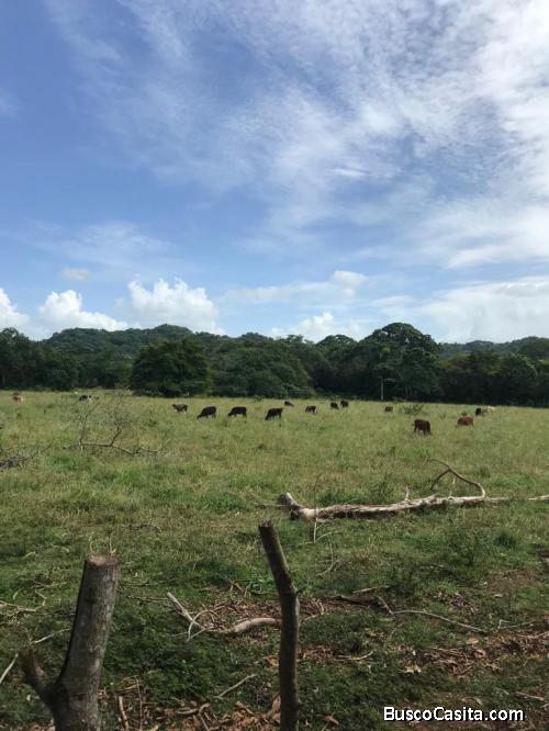 FINCA DE 1,300 TAREAS DE VENTA EN MONTE PLATA