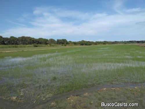 FINCA DE 2,000 TAREAS DE ARROZ EN MONTE CRISTI