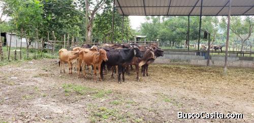 FINCA DE 150 TAREAS DE VENTA EN BONAO