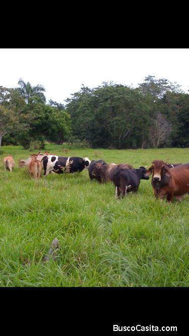 FINCA DE 1,300 TAREAS DE VENTA EN MONTE PLATA
