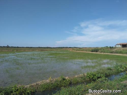 FINCA DE 2,000 TAREAS DE ARROZ DE VENTA EN MONTE CRISTI