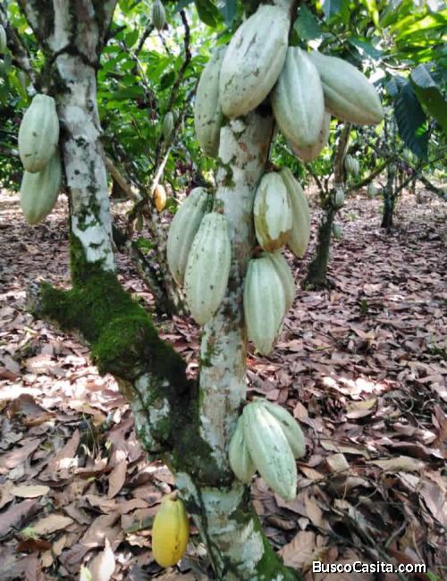 FINCA DE DE 390 TAREAS SEMBRADAS DE CACAO DE VENTA EN CASTILLO