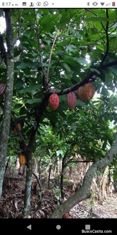 FINCA DE 200 TAREAS DE CACAO EN PRODUCCIÓN DE VENTA EN BONAO