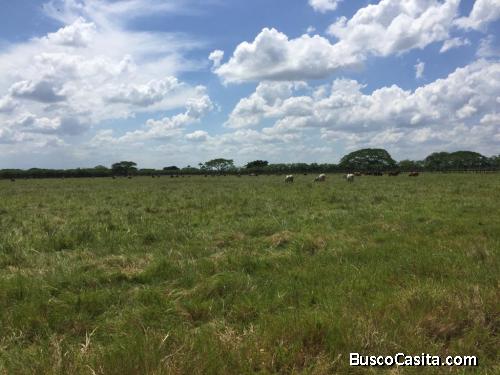 FINCA DE 705 TAREAS DE VENTA EN SAN FRANCISCO DE MACORÍS