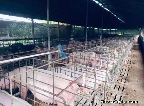 FINCA DE CERDO EN VENTA 