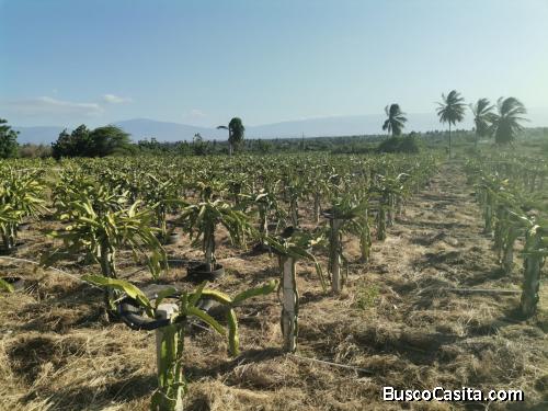 FINCA DE 78 TAREAS DE VENTA EN BARAHONA