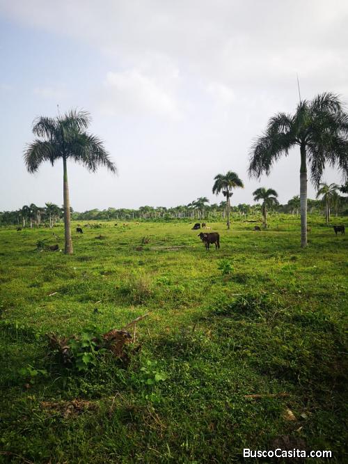 FINCA DE 1,600 TAREAS DE VENTA EN SAN PEDRO DE MACORÍS