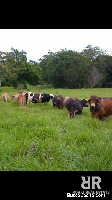 FINCA DE 1,700 TAREAS DE VENTA EN MONTE PLATA