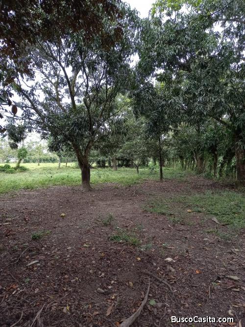 FINCA DE 126 TAREAS CON CASA Y RÍO DE VENTA EN BONAO