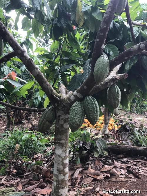 FINCA DE 233 TAREAS DE CACAO DE VENTA EN MONTE PLATA