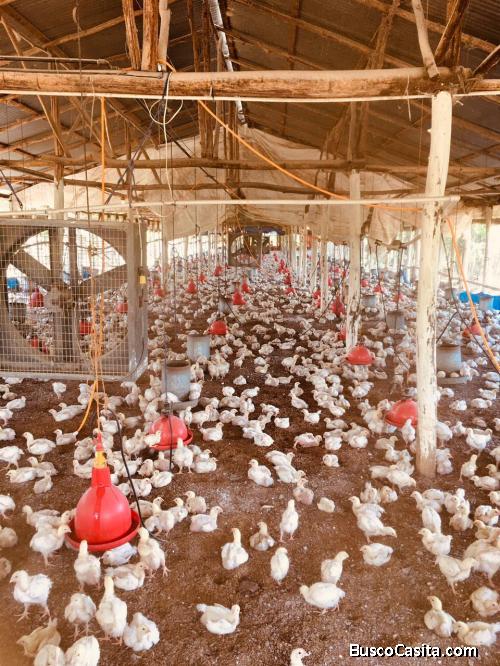 FINCA DE POLLOS DE VENTA EN MONTE PLATA