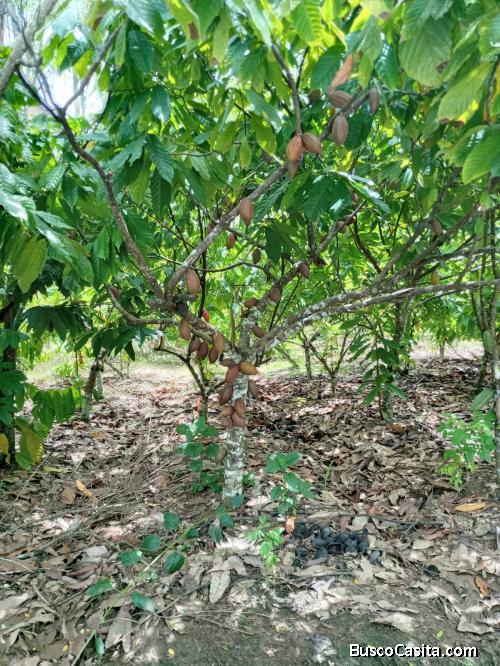 FINCA DE 600 TAREAS DE CACAO DE VENTA EN DUARTE