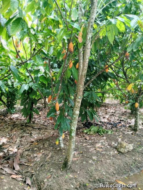 FINCA DE 600 TAREAS DE CACAO DE VENTA EN DUARTE