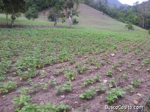 FINCA DE 1,500 TAREAS DE VENTA EN SAN JOSE DE OCOA