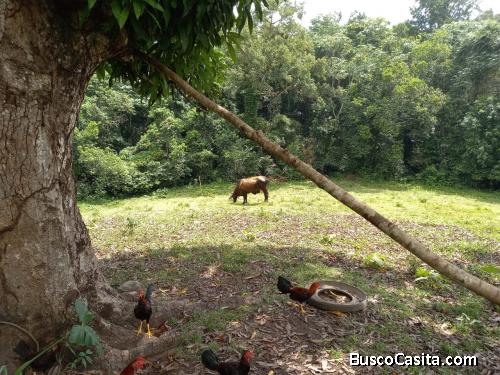 FINCA DE 400 TAREAS DE VENTA EN MEDINA VILLA ALTAGRACIA