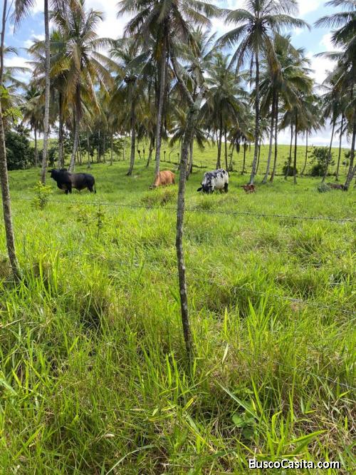 FINCA DE 160 TAREAS DE VENTA EN N AGUA