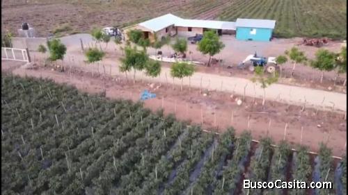 FINCA DE 1,500 TAREAS DE VENTA EN MONTE PLATA