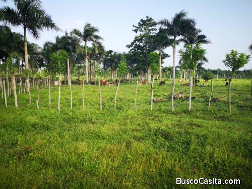 FINCA DE 1,600 TAREAS DE VENTA EN SAN PEDRO DE MACORÍS