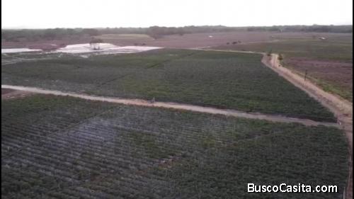 FINCA DE 1,500 TAREAS DE VENTA EN MONTE PLATA