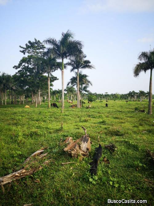 FINCA DE 1,600 TAREAS DE VENTA EN SAN PEDRO DE MACORÍS
