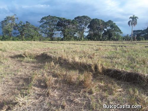 FINCA DE 45 TAREAS DE VENTA EN BONAO