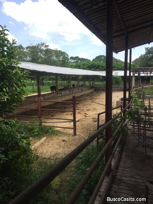 FINCA DE 1,900 TAREAS DE VENTA EN MONTE PLATA