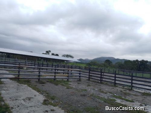 FINCA DE 5,000 TAREAS DE VENTA EN COTUÍ