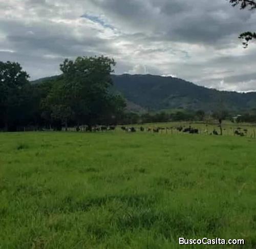 FINCA DE 5,000 TAREAS DE VENTA EN SAN FRANCISCO DE MACORÍS