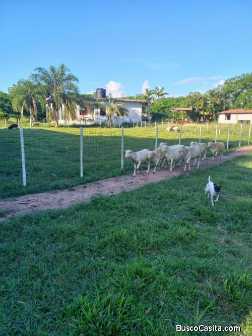 FINCA DE 460 TAREAS DE VENTA EN MONTE PLATA