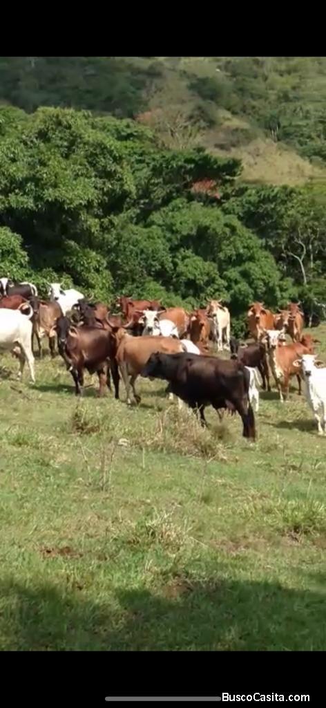 FINCA DE 1,400 TAREAS DE VENTA EN HATO MAYOR